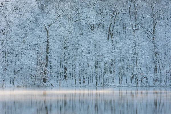 Landscape Snow Flocked Trees Shoreline Hall Lake Mirrored Reflections Calm — Foto Stock