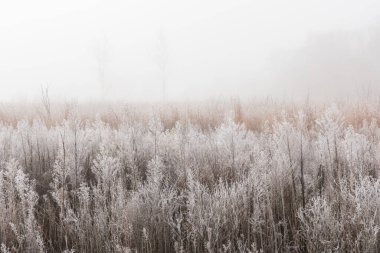 Donmuş, sonbahar, sis içindeki uzun çayır manzarası, Fort Custer State Park, Michigan, ABD