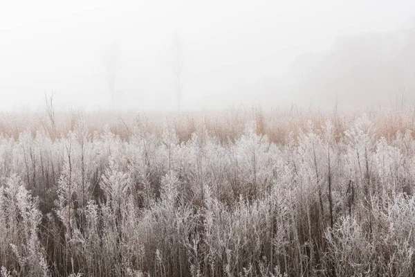 霧の中の霜 背の高い草の草原の風景 フォートカスター州立公園 ミシガン州 — ストック写真