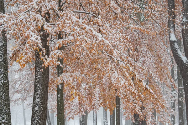 Podzimní Krajina Sněhových Vloček Yankee Springs State Park Michigan Usa — Stock fotografie