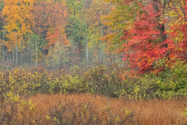 Autumn Landscape Marsh Woodland Yankee Springs State Park Michigan Usa — Foto Stock