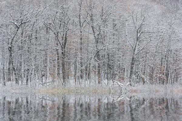 Paesaggio Invernale Della Costa Innevata Del Lago Warner Con Riflessi — Foto Stock