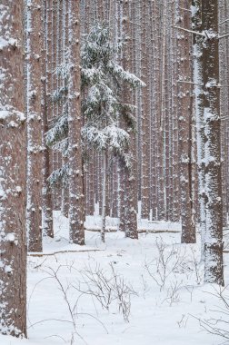 Kışın kızıl çam ormanları taze karla kaplandı, Yankee Springs Eyalet Parkı, Michigan, ABD