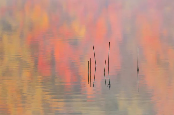 Landscape Sunrise Mcdonald Lake Yankee Springs State Park Reeds Autumn — стоковое фото