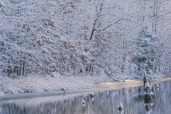 Landscape Snow Flocked Trees Shoreline Hall Lake Mirrored Reflections Calm — Stock Photo, Image