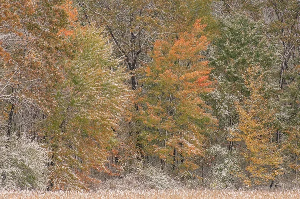Autumn Landscape Snow Flocked Forest Yankee Springs State Park Michigan — стоковое фото