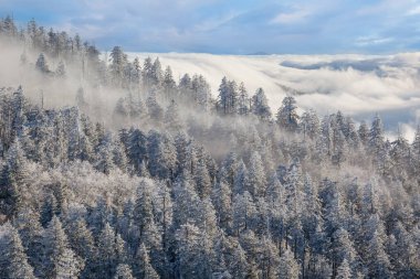 Winter landscape of iced trees in fog at Clingman's Dome, Great Smoky Mountains National Park, North Carolina, USA