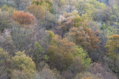 Çiçek açan bahar ormanlarının manzarası, Blue Ridge Parkway, Kuzey Carolina, ABD