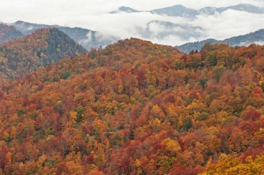 Ormanın sonbahar manzarası, Deep Creek Overlook, Great Smoky Dağları Ulusal Parkı, Kuzey Carolina, ABD