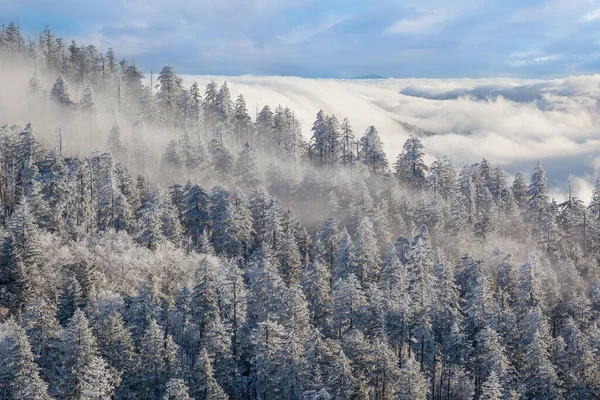 Зимовий Пейзаж Дерев Льодом Тумані Clingman Dome Great Smoky Mountains — стокове фото