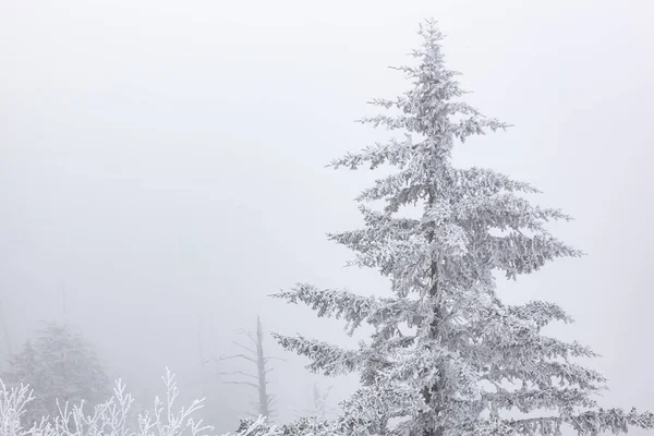 Winter Landscape Snow Flocked Iced Trees Fog Clingman Dome Great — Foto de Stock