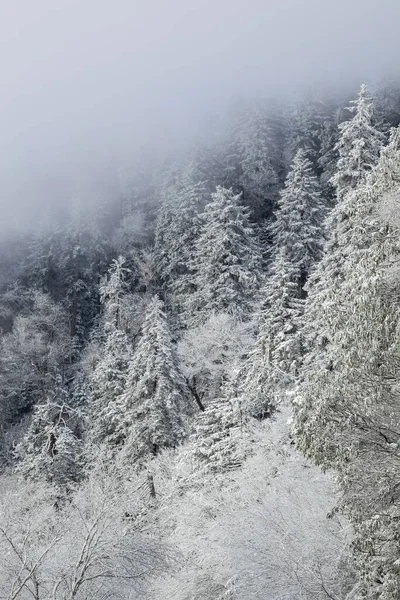 Winter Landscape Snow Flocked Iced Trees Fog Rock Ledge Clingman — Foto de Stock