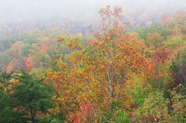 米国ノースカロライナ州ブルーリッジ パークウェイから霧の秋の風景 — ストック写真