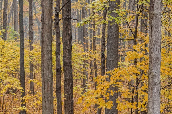 Autumn Landscape Forest Peak Color Michigan Usa — Foto Stock