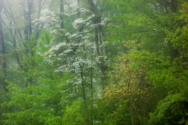 Пейзаж Весеннего Леса Тумане Цветущей Собачьей Древесиной Келлогг Форест Мичиган — стоковое фото