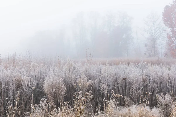 Landscape Frosted Autumn Tall Grass Prairie Fog Fort Custer State — Stock Photo, Image