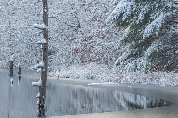 Landscape Snow Flocked Trees Shoreline Hall Lake Mirrored Reflections Calm — Stockfoto