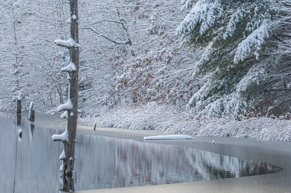 Landscape of snow flocked trees on the shoreline of Hall Lake with mirrored reflections in calm water, Yankee Springs State Park, Michigan, USA