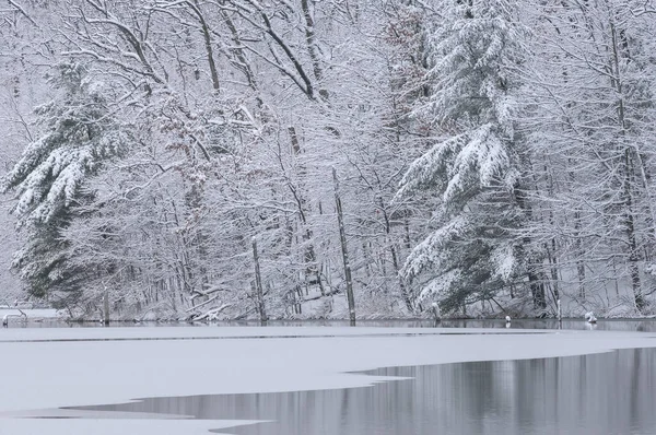 Landscape Snow Flocked Trees Shoreline Hall Lake Reflections Calm Water — Stock Photo, Image
