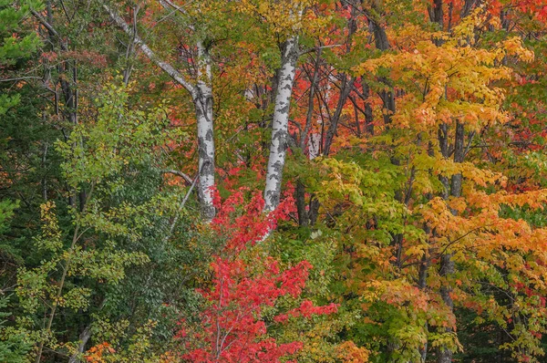 Пейзаж Осенних Осин Кленов Национальный Лес Оттава Верхний Полуостров Мичигана — стоковое фото