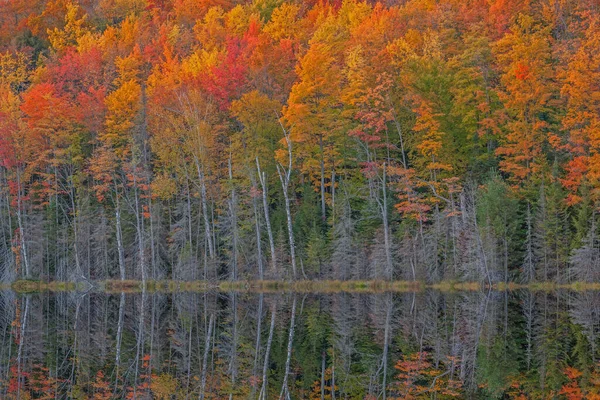 美国密歇根州海瓦沙国家森林 童军湖的秋季风景 在平静的水面上反射着五彩斑斓的树叶 — 图库照片