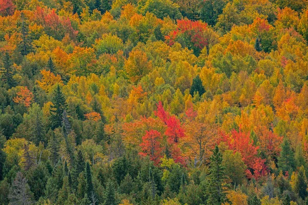美国密歇根上半岛渥太华国家森林秋天的林地景观 — 图库照片