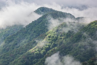 Yeni Bulunmuş Orman Alanı 'ndan sisli bahar manzarası, Great Smoky Dağları Ulusal Parkı, Tennessee, ABD