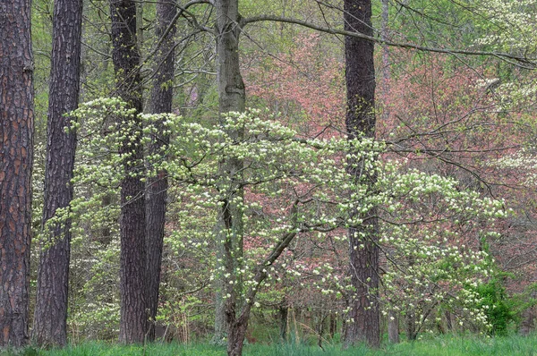 Landskap Våren Dogwoods Blom Bernheim Forest Kentucky Usa — Stockfoto
