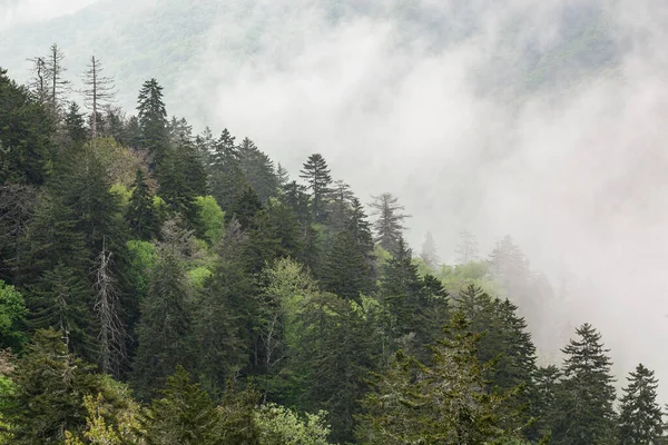 Ködös Tavaszi Táj Újonnan Felfedezett Rés Kilátással Erdő Nagy Füstös — Stock Fotó