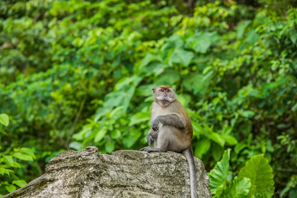 Monkey — Stock Photo, Image