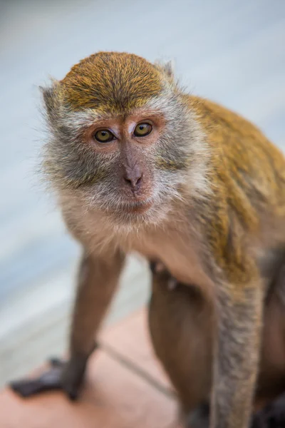 Monkey — Stock Photo, Image