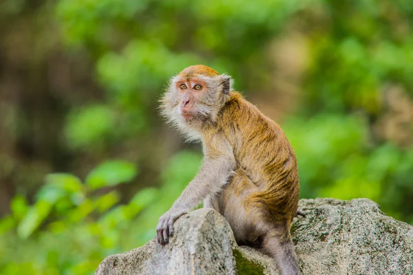 Monkey — Stock Photo, Image