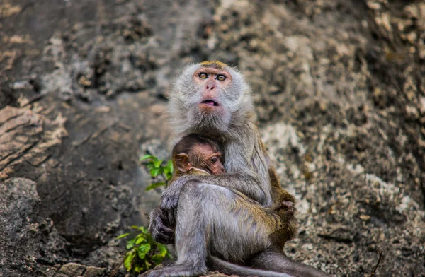 Monkey mother and son — Stock Photo, Image