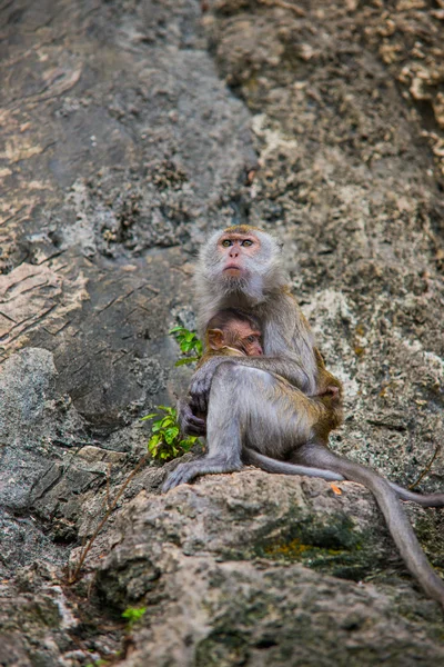 Monkey mother and son — Stock Photo, Image