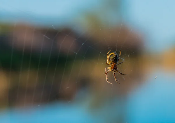 Spider — Stock Photo, Image