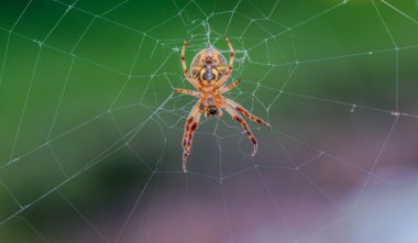 Örümcek Ağı