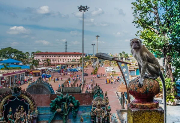 Makakenaffe sitzt oben — Stockfoto