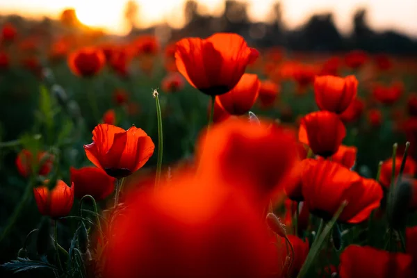田野上美丽的红色罂粟花 — 图库照片