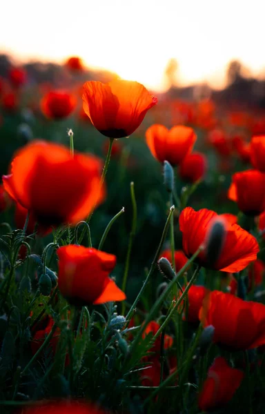 Beautiful Red Poppy Flowers Field — Stock Photo, Image