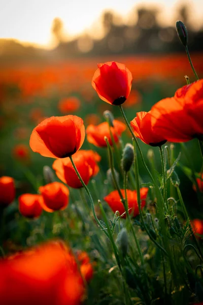 Mooie Rode Papaver Bloemen Het Veld Rechtenvrije Stockfoto's