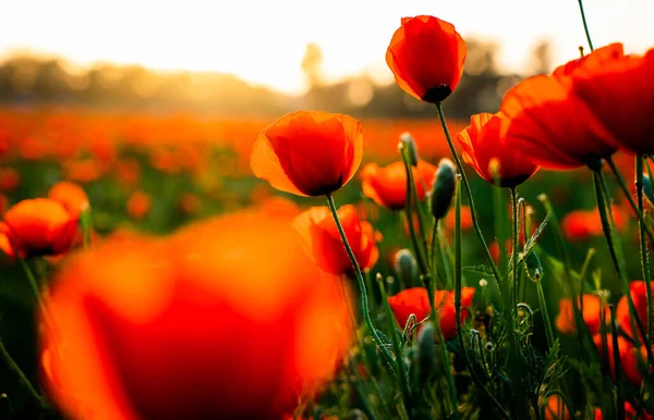 Vackra Röda Vallmo Blommor Fältet Stockbild