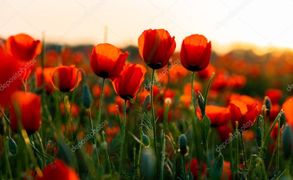 beautiful red poppy flowers on the field 