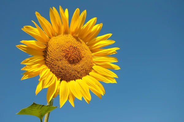 Sunflower — Stock Photo, Image