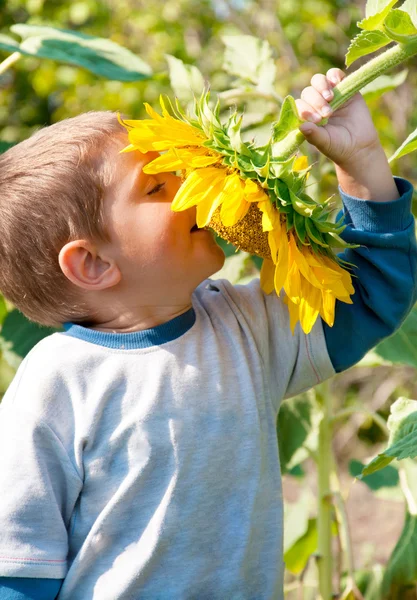 Ayçiçeği ile çocuk