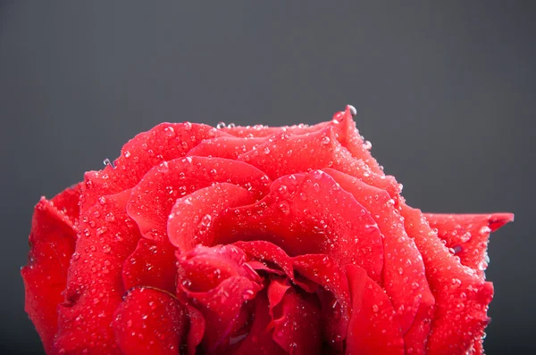 Rote Rose — Stockfoto