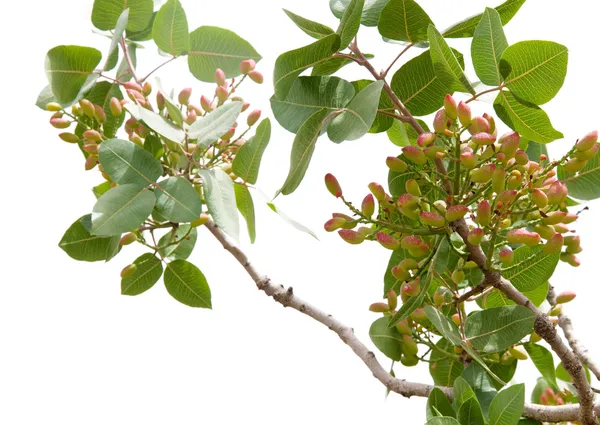 Pistachio tree — Stock Photo, Image