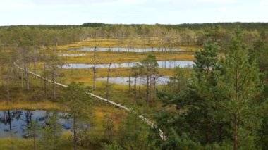 Bataklık bataklıklarında güneşli bir gün Tahta tahta kaldırım patikasıyla 
