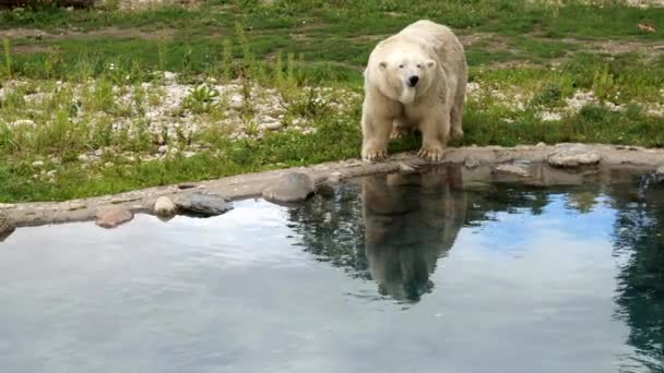 Close view białego niedźwiedzia polarnego picia czystej wody jeziora — Wideo stockowe