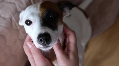 Kadın ellerinin evde Jack Russell Terrier köpeği okşayışını yakından çek.. 