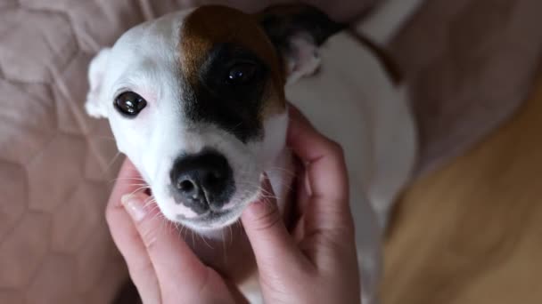 Close Shot Van Vrouwelijke Handen Aaien Schattig Jack Russell Terrier — Stockvideo